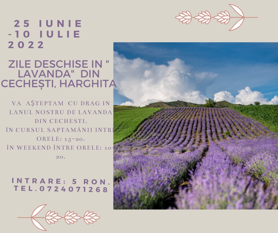 Open days in the lavender from Cechești/ Csekefalva