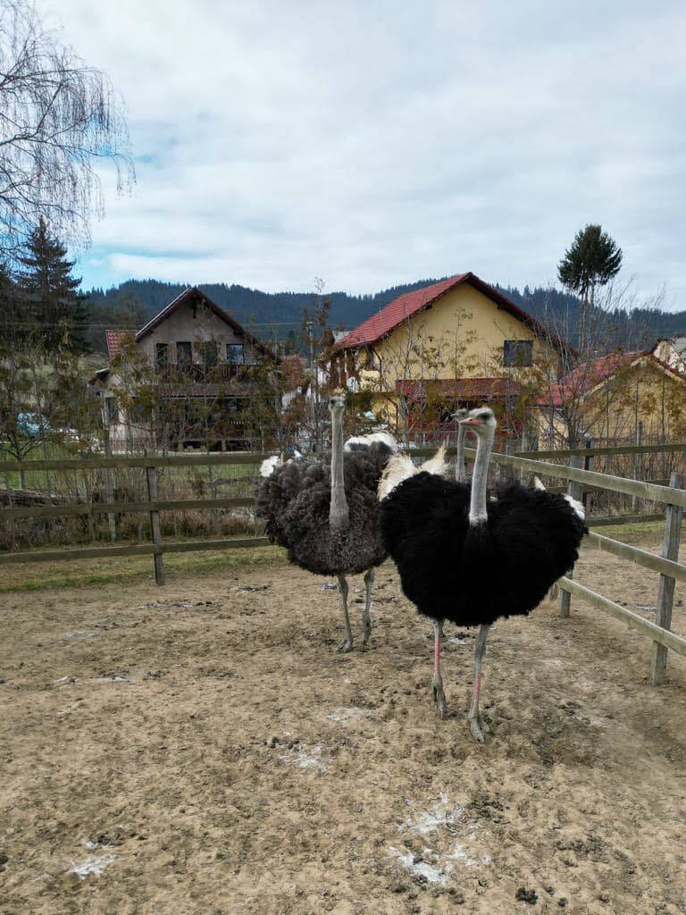 Garden with Ostriches in Întorsura Buzăului